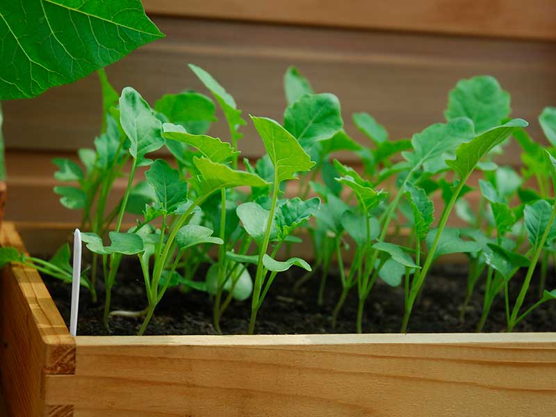 Rucola odlad i sålåda i växthus - x