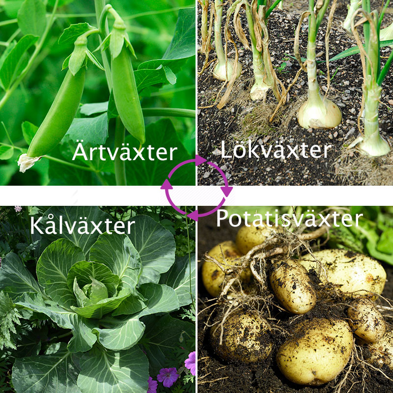 Växtföljd med fyra olika grönsaker som byter plats