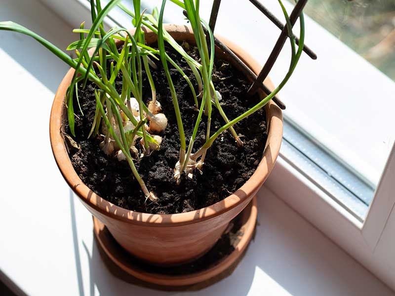 Vitlök odlad i kruka inomhus