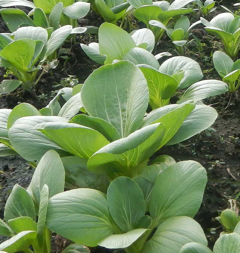 Odling av sellerikål pak choi - x