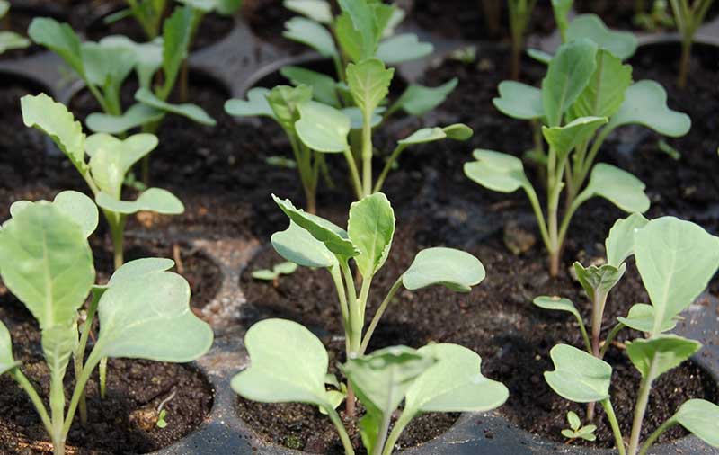 Frösådda plantor av sak choi sellerikål