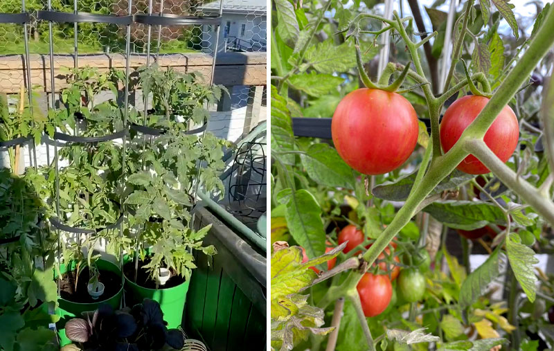 Tomatodling på balkong i krukor