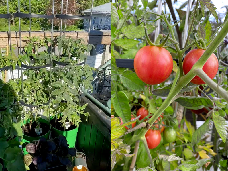 Tomatplantor på balkong och skord
