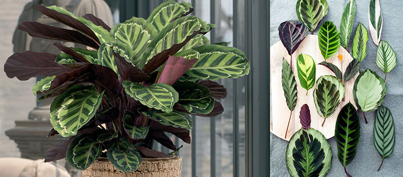 Luftrenande krukväxter påfågelsblad Calathea