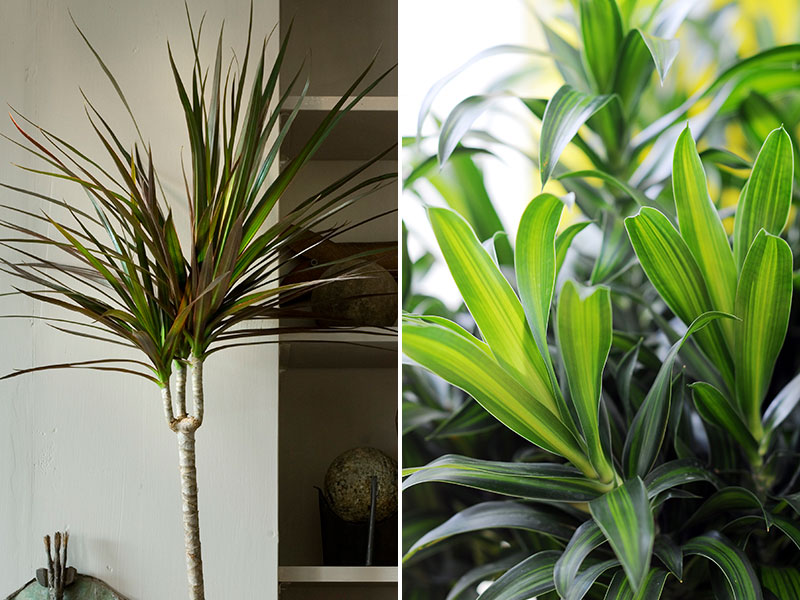 Luftrenande krukväxter kantdracena och banddracena