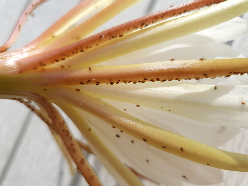 Löss på blomma hos bladkaktus