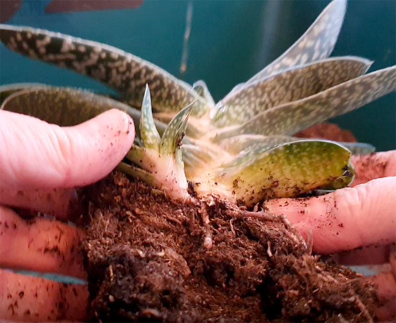 Haworthia, krukväxt med bladrosetter