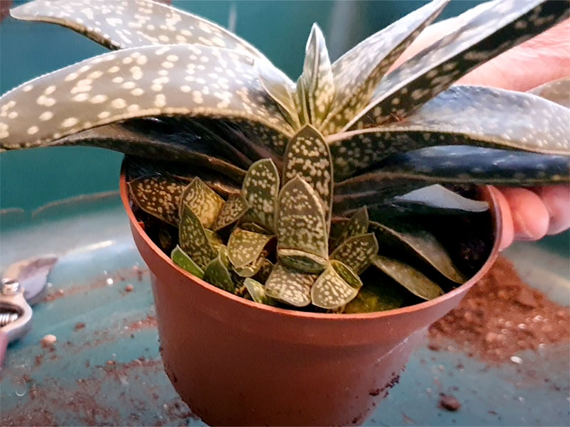 Haworthia, krukväxt med sidorosetter klar att delas Haworthia, krukväxt med sidorosetter klar att delas