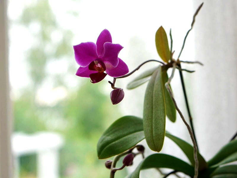 Brudorkidé med blommande keiki