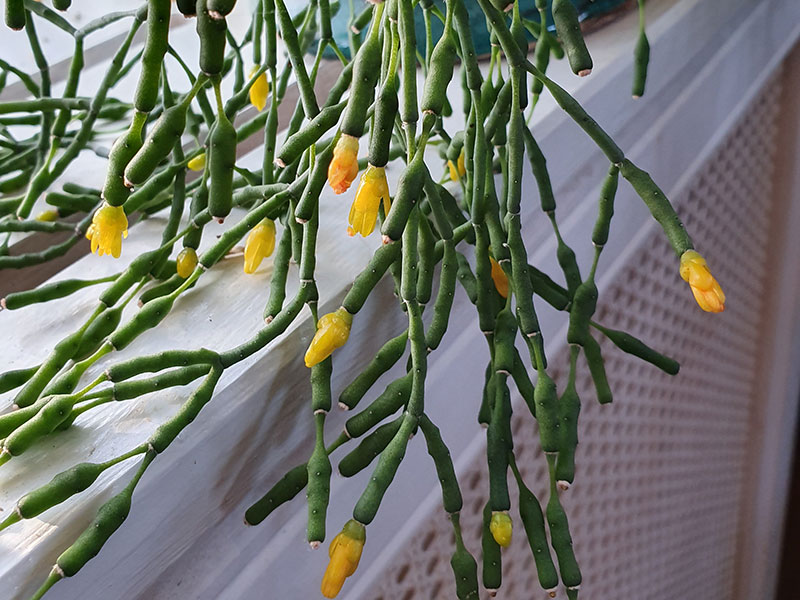 Glasörtskaktus med gula blommor