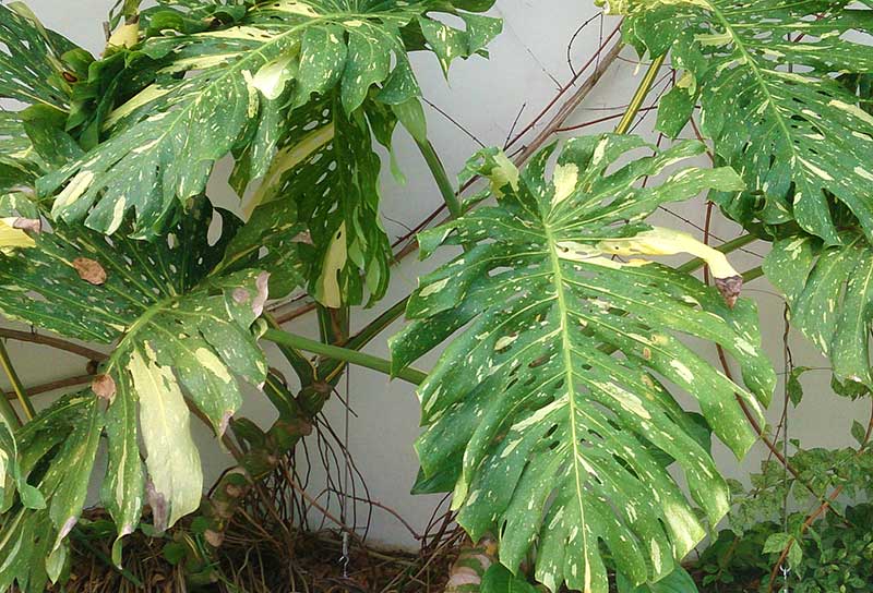 Monstera variegata med vitspräckliga blad