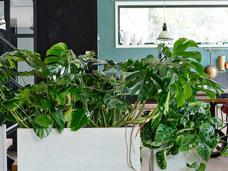 Monstera I stora krukor