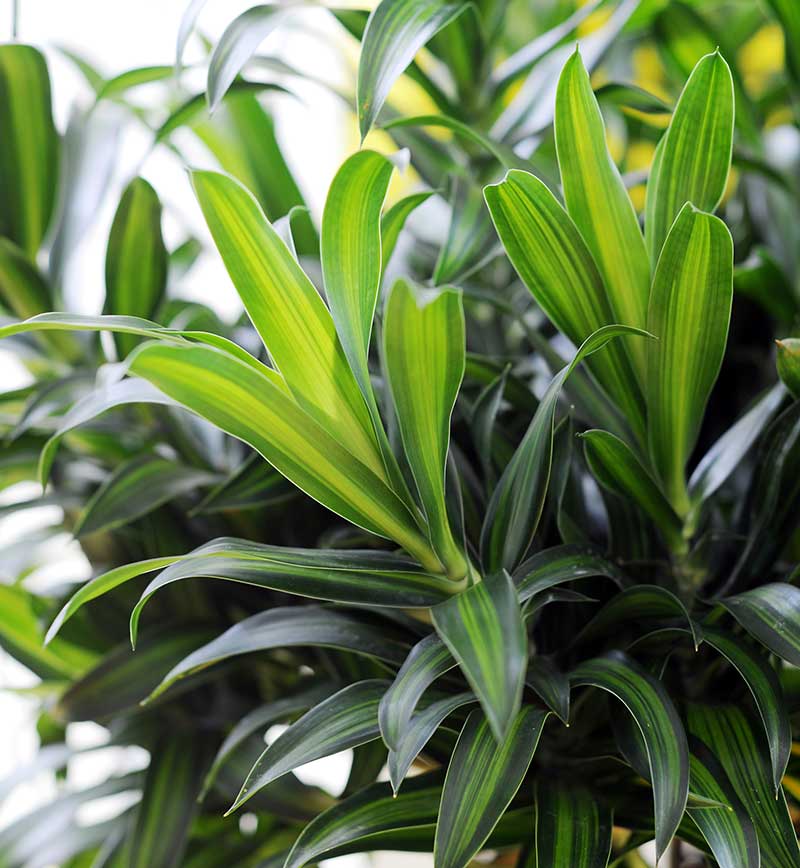 Doftdracena skuggtålig krukväxt