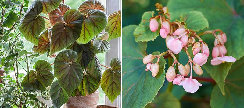 Erfurtbegonia skuggtålig krukväxt