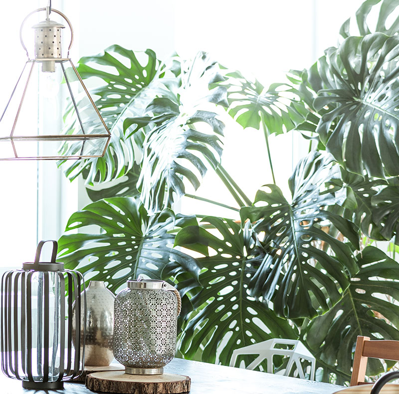 Monstera, grön krukväxt