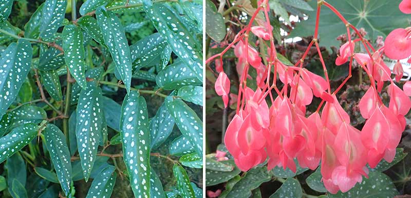 Prickbegonia änglavinge