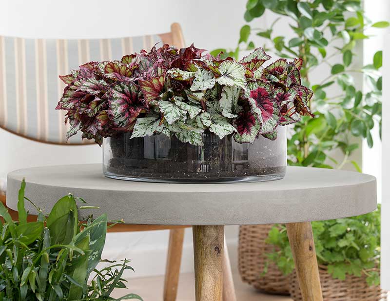 Rexbegonia som mörkertålig krukväxt