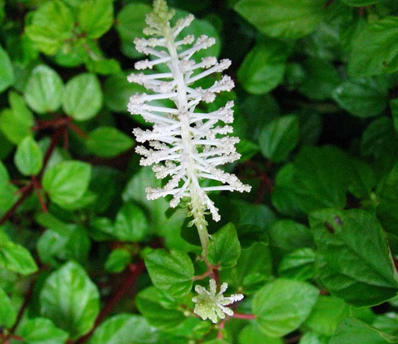 SIlvertopp peperomia blomma