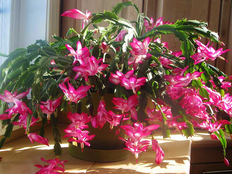 Blommande novemberkaktus Schlumbergera