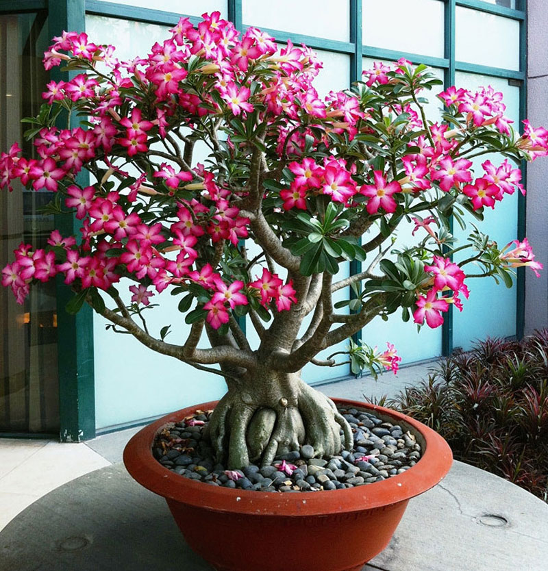Ökenros med rosa blommor odlad som bonsai