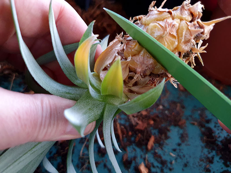 Bladrosetten på miniananas skärs av för att planteras