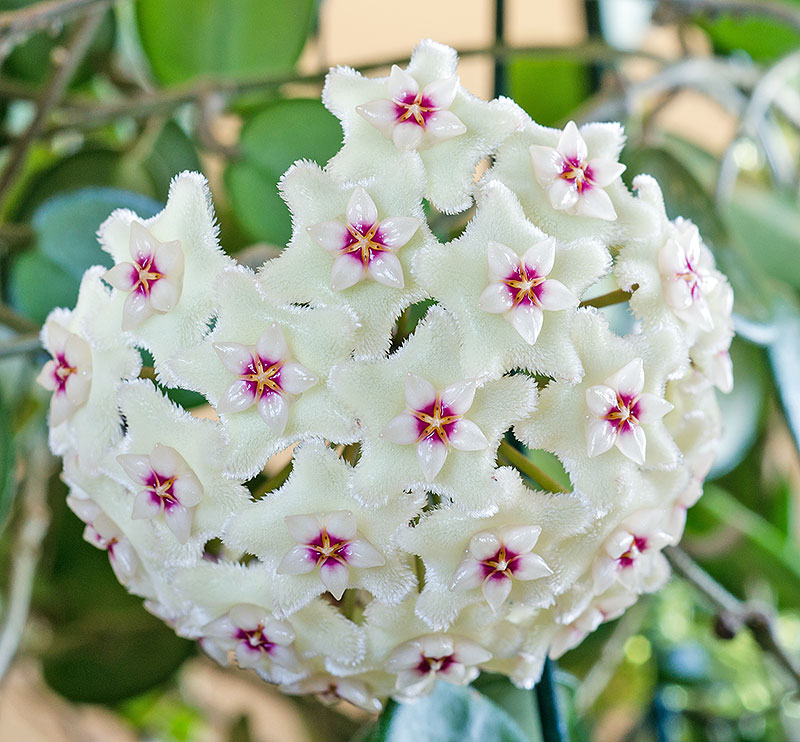 Närbild porslinsblomma, Hoya Mathilde