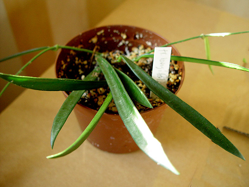 Blad på Hoya longifolia