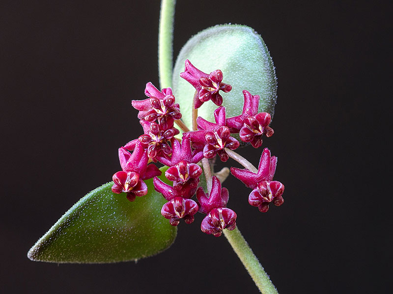 Närbild porslinsblomma, Hoya carmelae