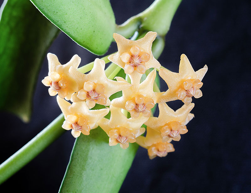 Närbild på porslinsblomma, Hoya pandurata