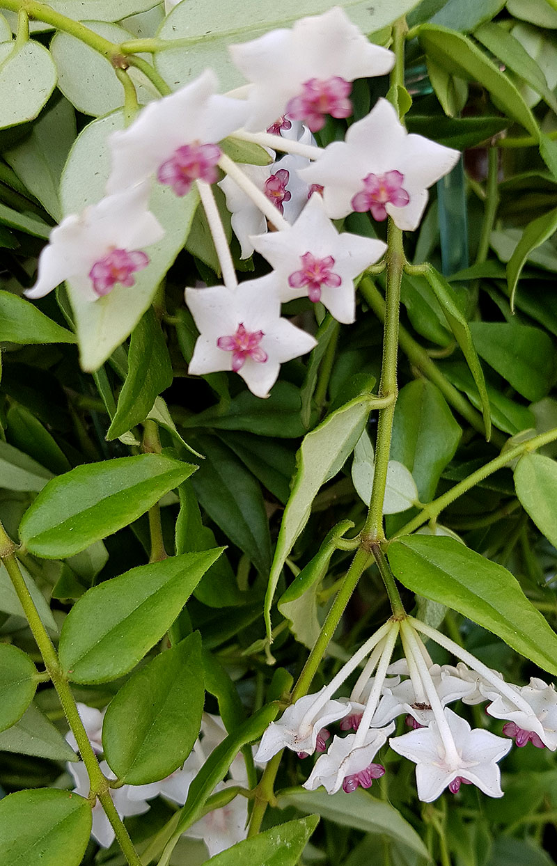 Porslinsblomma, Hoya bella