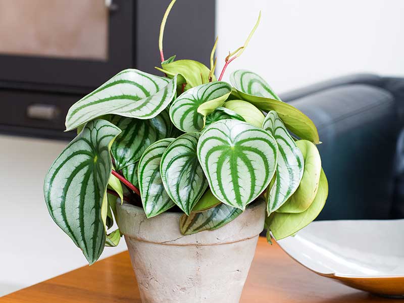 Radiatorört peperomia krukväxt