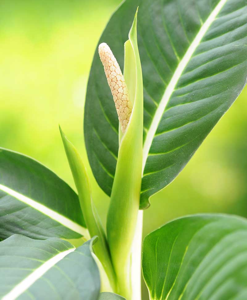 Blommande prickblad dieffenbachia