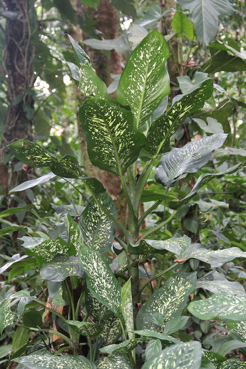 Vildväxande prickblad dieffenbachia i Colombia