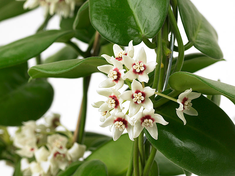 Porslinsblomma virad på växtstöd Porslinsblomma virad på växtstöd