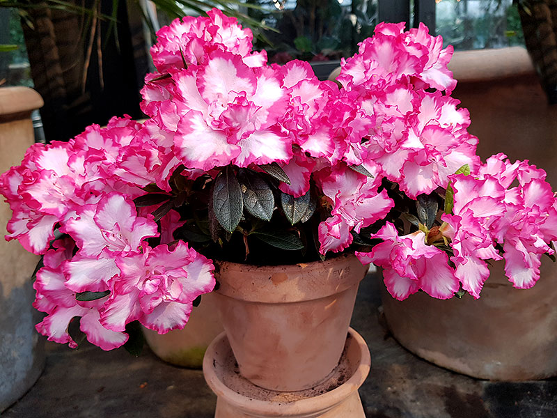 Azalea med rosa och vita blommor