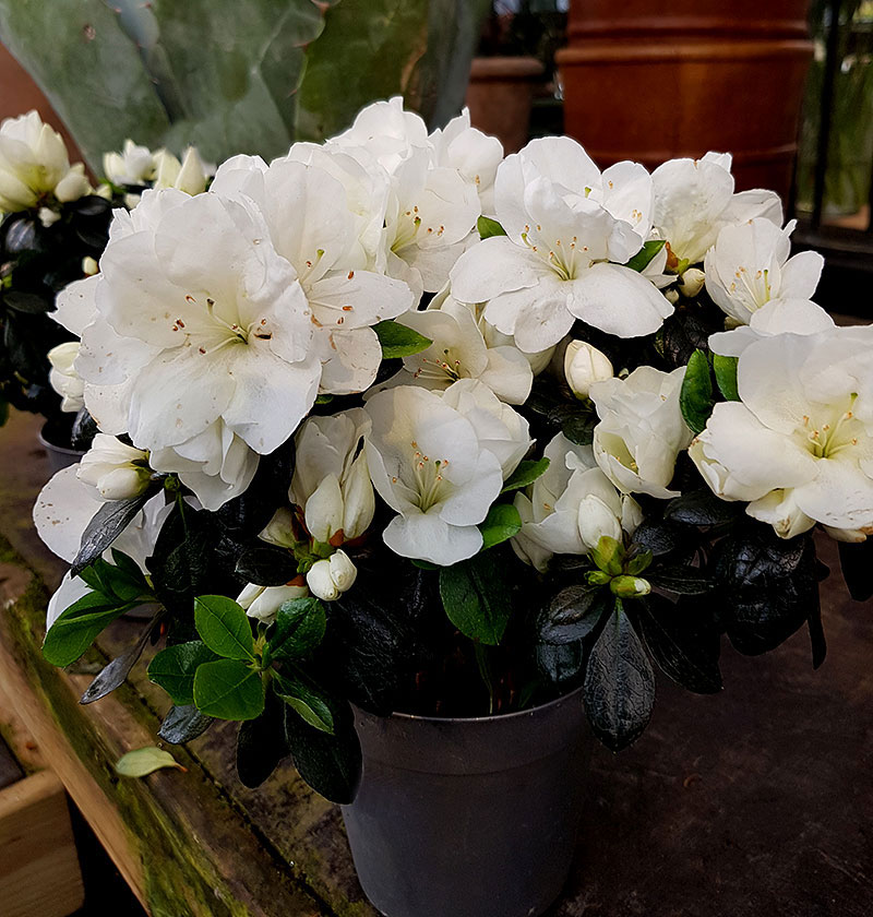 Azalea med vita blommor