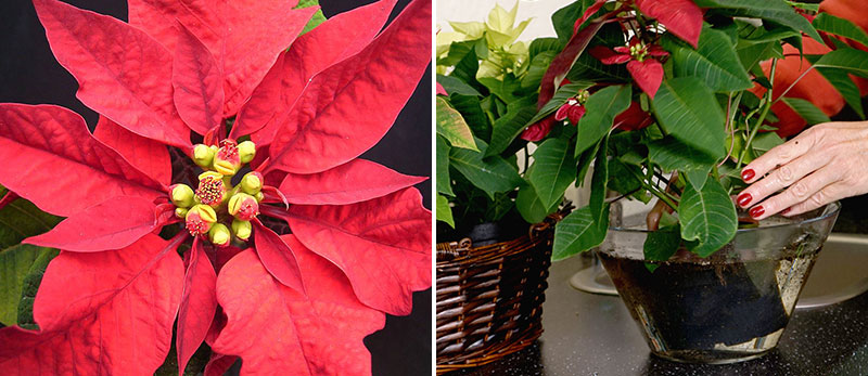Bracteer hos julstjärna och vattning av julstjärna