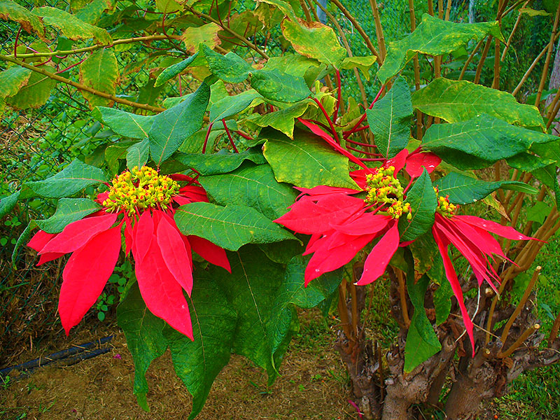 vild julstjärna i Mexico - H. Zell vild julstjärna i Mexico - H. Zell