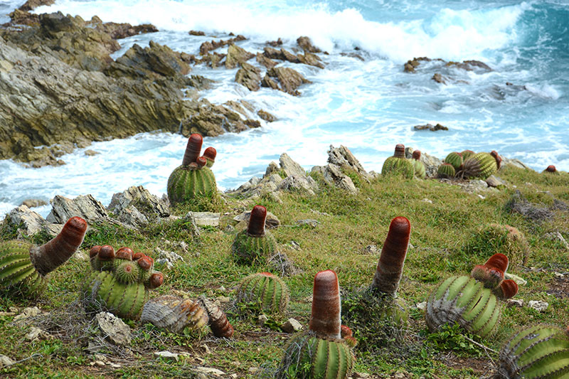 Echinocactus turkisk fez kaktus i Karibien