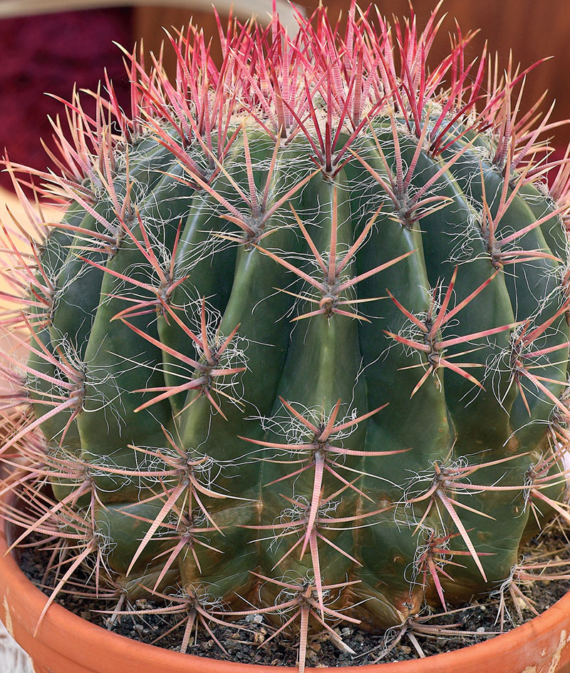 Igelkottskaktus Echinocactus