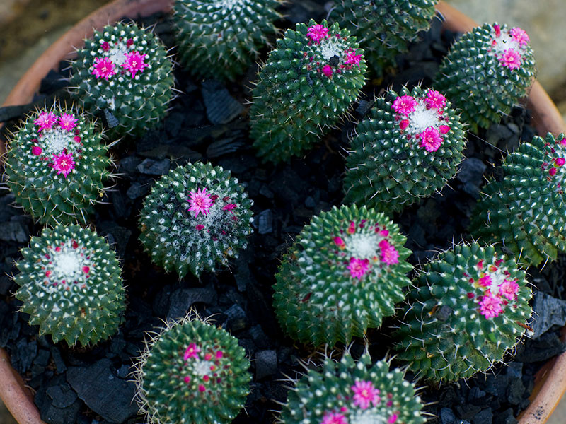 Vårtkaktus Mammillaria i blom