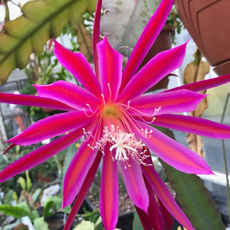 Bladkaktus Epiphyllum