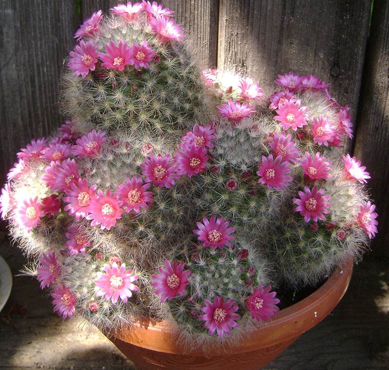 Vårtkaktus, Mammillaria, i blom