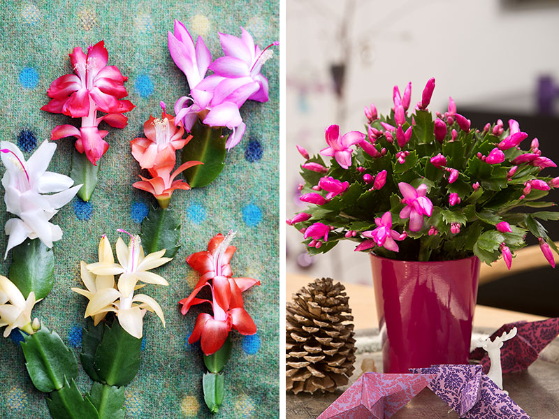 Olika sorter av julkaktus påskkatus novemberkaktus Schlumbergera