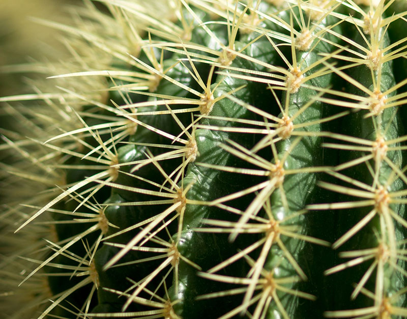 Taggar med areoler på kaktus