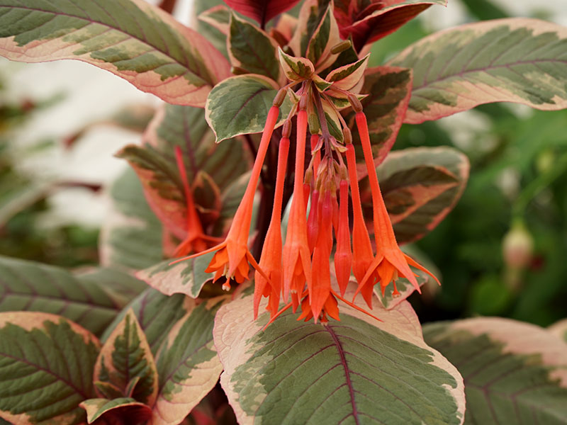 Spkifuchsia, Fuchsia triphylla 'Firecracker'