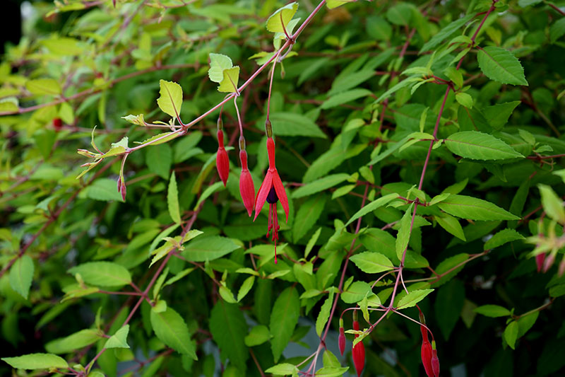 Vinterhärdig Fuchsia magellanica Vinterhärdig Fuchsia magellanica