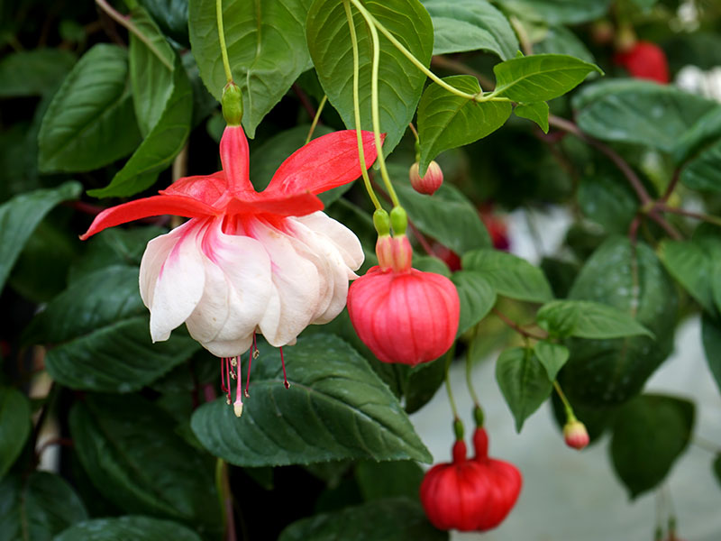 Röd-vit fuchsia Snowburner med knopp och blomma