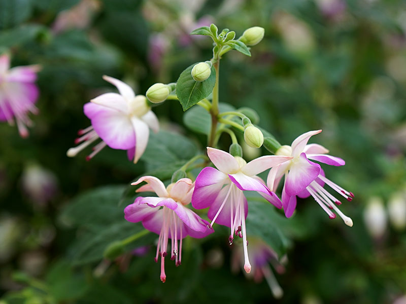 Rosavita blommor på Fuchsia Thamar