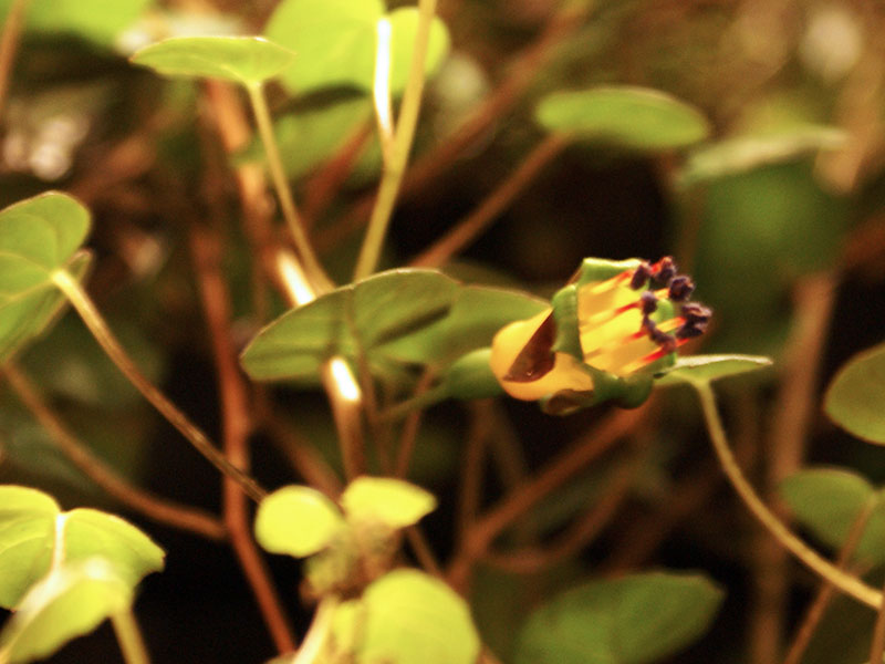 Vildart Fuchsia procumbens Vildart Fuchsia procumbens